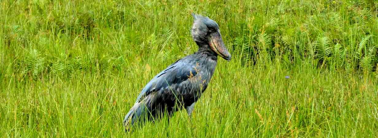 Uganda Birding Safari Uganda Safaris And Trekking Tours