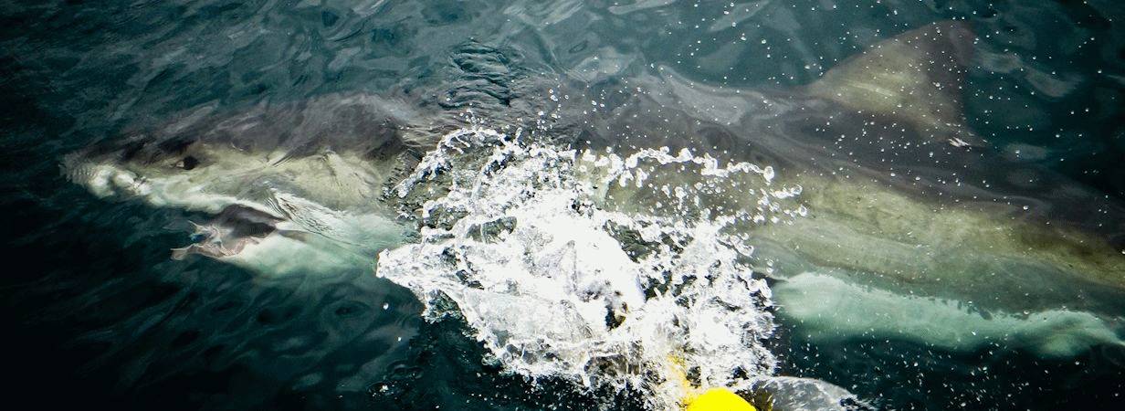 Cape Town Shark Diving | Great White Cage Diving In Cape Town