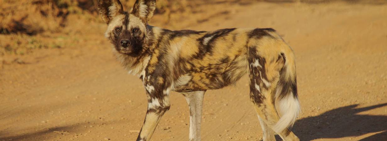 Madikwe Photo Galleries Madikwe Game Reserve   Madikwe Photo Galleries 