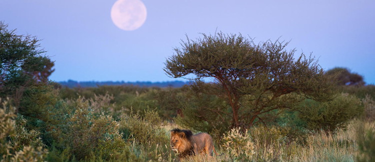 Central Kalahari Game Reserve Botswana world second largest reserve Pipers Pan remote wild