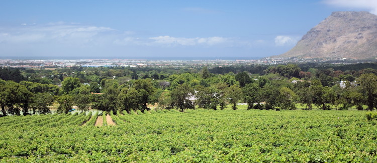 constantia-winelands-what-do-2.jpg Constantia Winelands, What to Do?