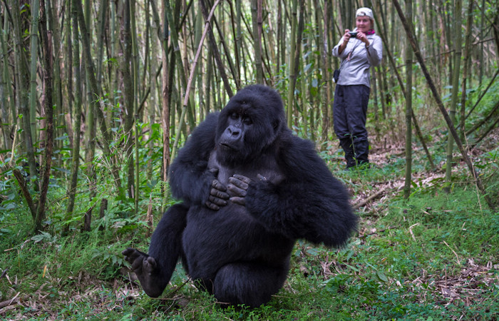 Volcanoes National Park Rwanda lush green rainforest sunlight gorilla trekking terrain altitude