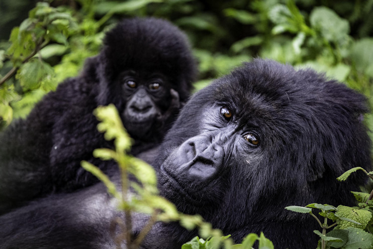 Mountain gorilla family natural habitat Volcanoes National Park Rwanda rainforest foliage silverback