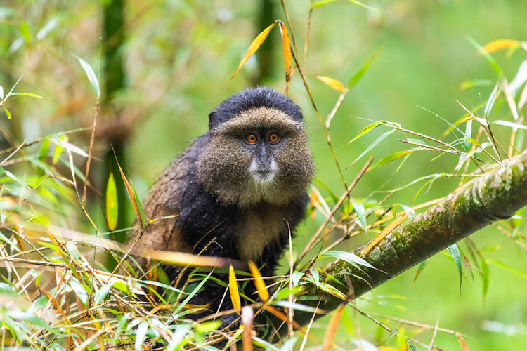 Luxury eco-lodge Volcanoes National Park Rwanda Bisate Kwitonda Sabyinyo accommodation gorilla trekking