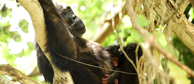 Gombe National Park Tanzania Jane Goodall chimpanzees Lake Tanganyika bucket list