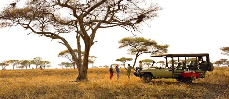 Tarangire National Park Tanzania elephant herds baobab trees 550 bird species bucket list