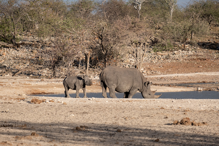 The Ultimate Guide To Namibia Travel In 2024 African Safari Blog   Ultimate Guide Namibia Travel 2024 4 