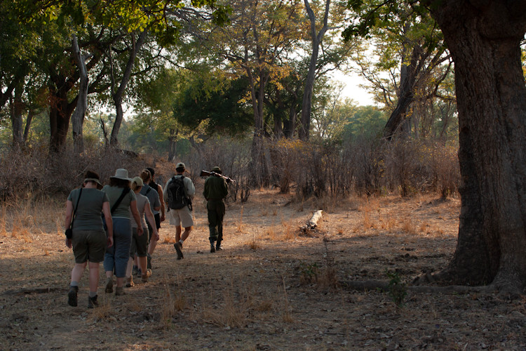 Walking safari South Luangwa National Park Norman Carr pioneered 1960s guided foot Zambia
