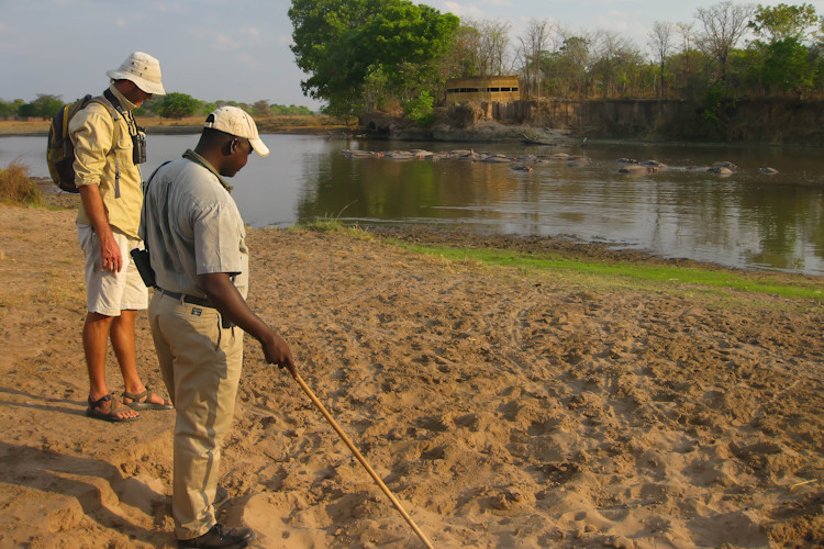 Memorable safari South Luangwa game drives walking safaris photographic hides sundowner Zambia