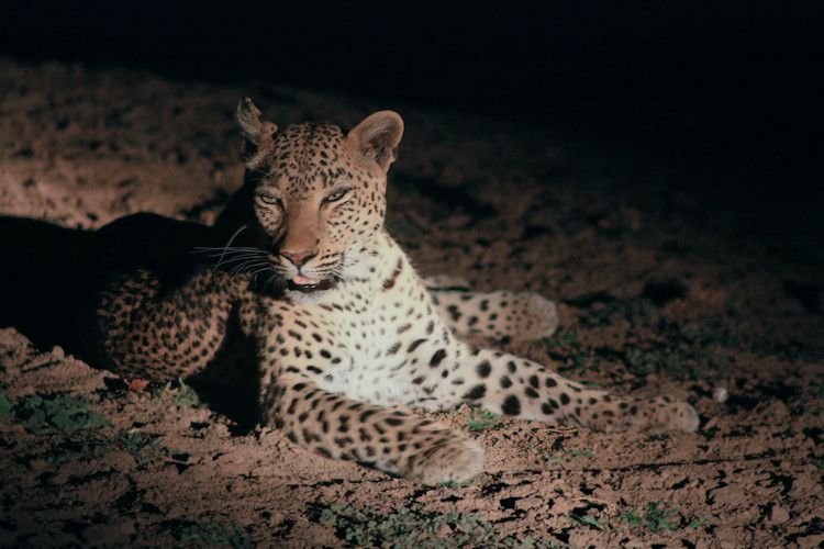 Leopard resting tree South Luangwa National Park Leopard Capital Africa highest density world Zambia