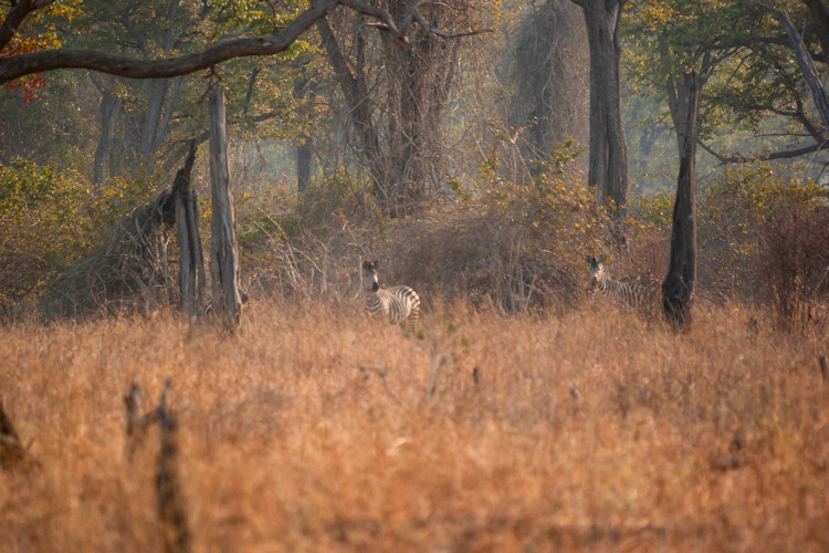 South Luangwa National Park Zambia walking safari elephants leopards wild dogs Luangwa River