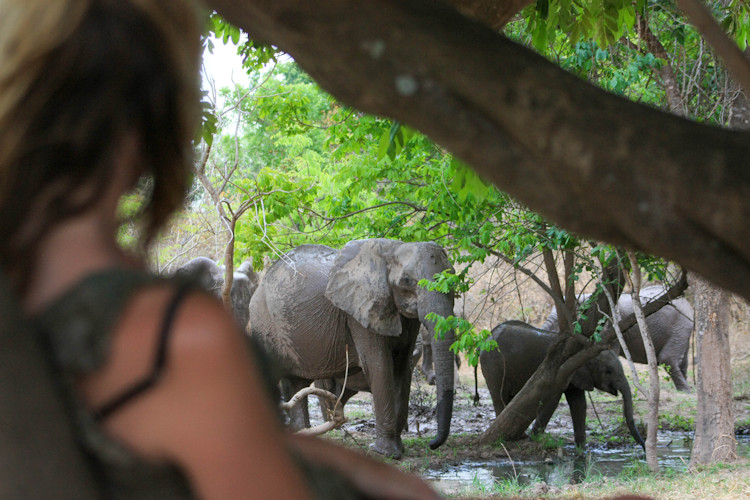 Busanga Plains Kafue National Park Zambia lechwe antelope lions elephants buffalo remote