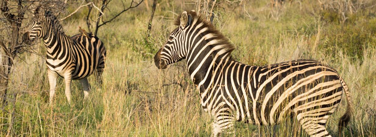 Madikwe Zebra Gallery | Madikwe Photo Gallery