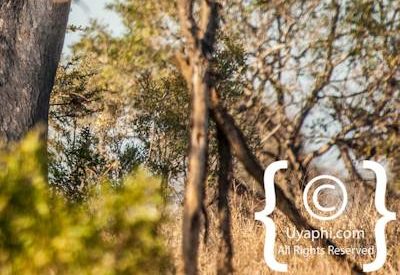 Leopard Photos in the Kruger