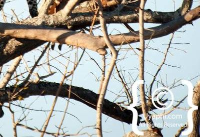 Leopard Photos in the Kruger
