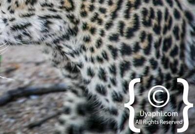 Leopard Photos in the Kruger
