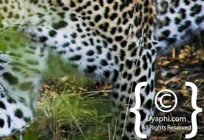 Leopard Photos in the Kruger