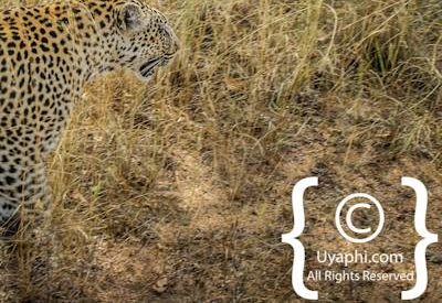Leopard Photos in the Kruger