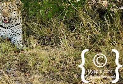 Leopard Photos in the Kruger