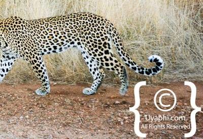 Leopard Photos in the Kruger