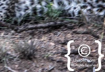 Leopard Photos in the Kruger