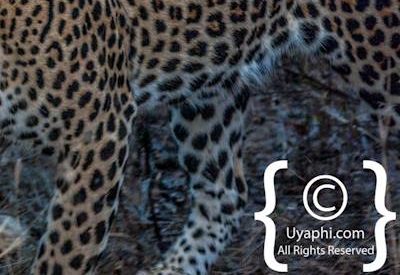 Kruger Park Leopard Photo Gallery
