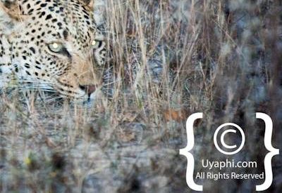 Kruger Park Leopard Photo Gallery