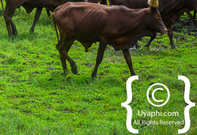 Uganda Scenery Photos