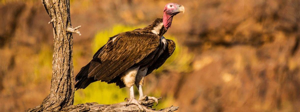 Kruger Bird List