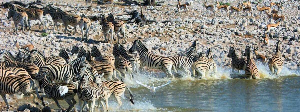 Namibia Safari Planner