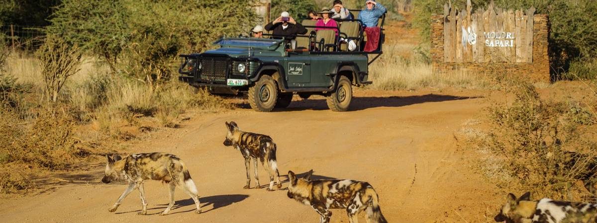 South Africa Safari Galleries