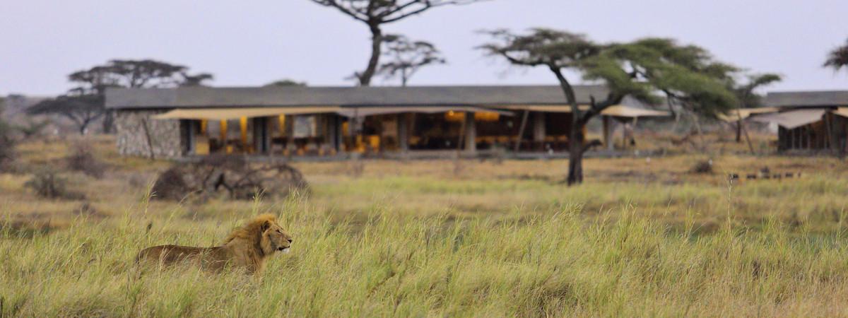 10 Best Lodges in the Serengeti for an Unforgettable Safari Experience