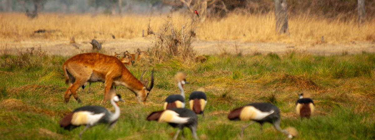 10 Reasons to Visit the Luangwa National Park