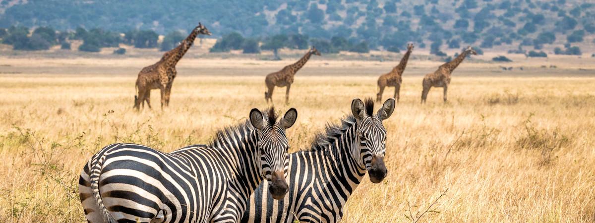 Discover the Best Rwanda Safari Itinerary for Unforgettable Adventures