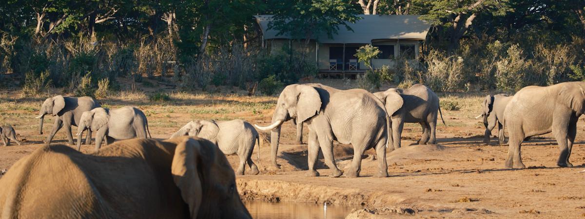 Hwange National Park vs Kruger National Park