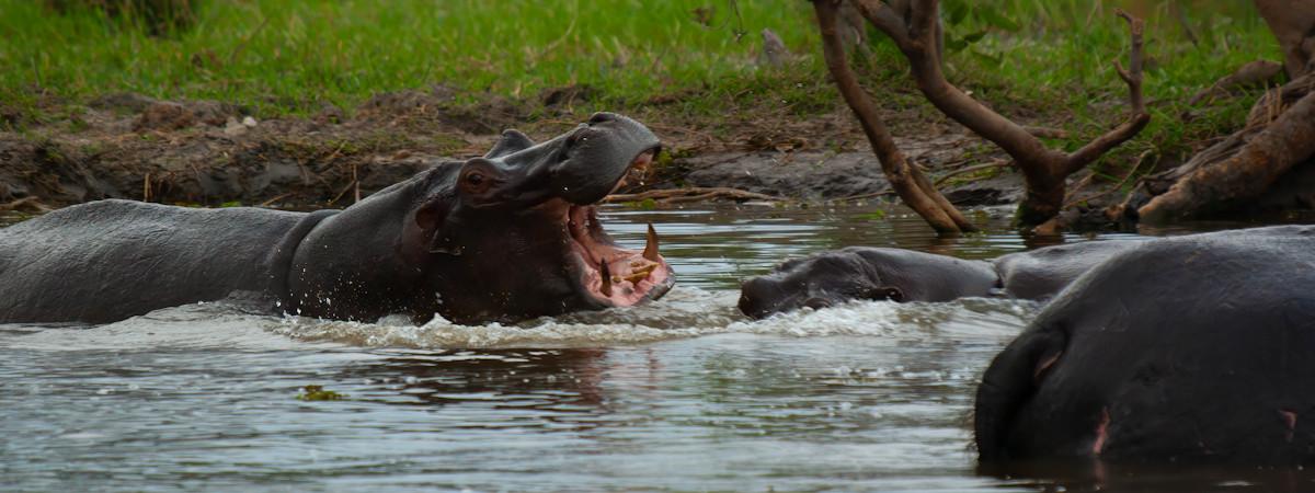 Is a 7 Day Safari Enough in Time in Botswana? Pros and Cons Explained