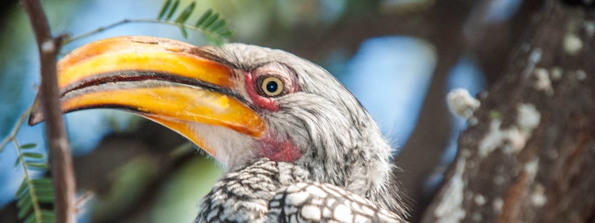 Botswana Bird Pictures