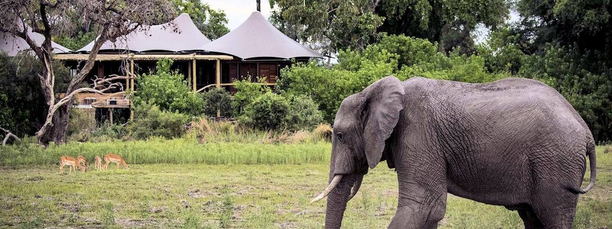 Little Mombo Camp, Okavango delta