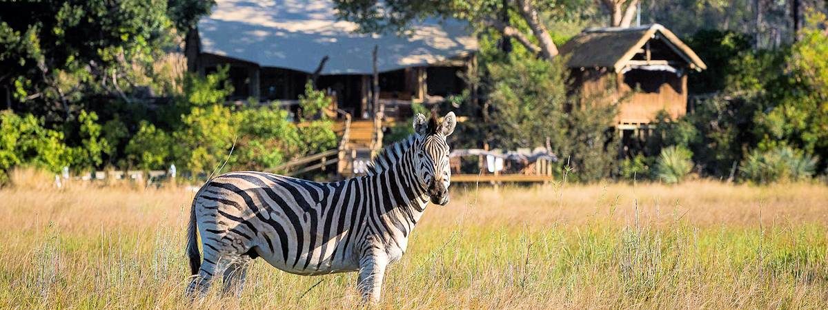 Little Tubu Tree Camp In the Okavango Delta