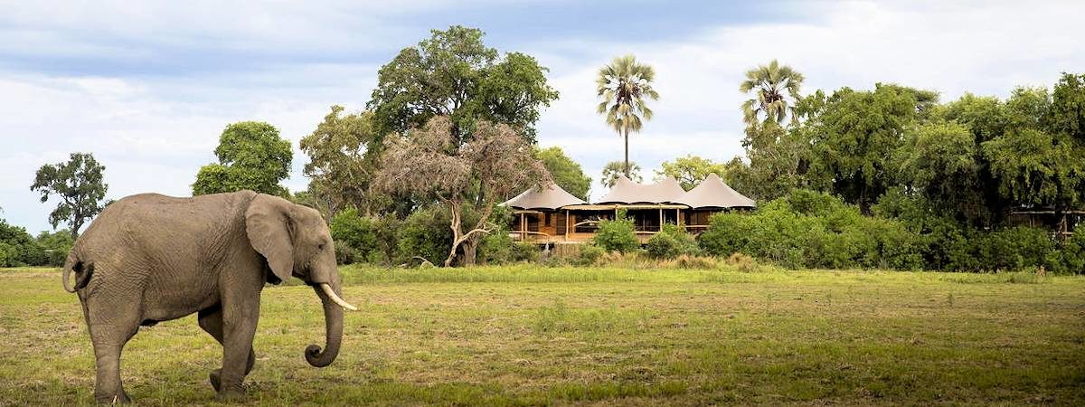 Mombo Camp on Chief's Island