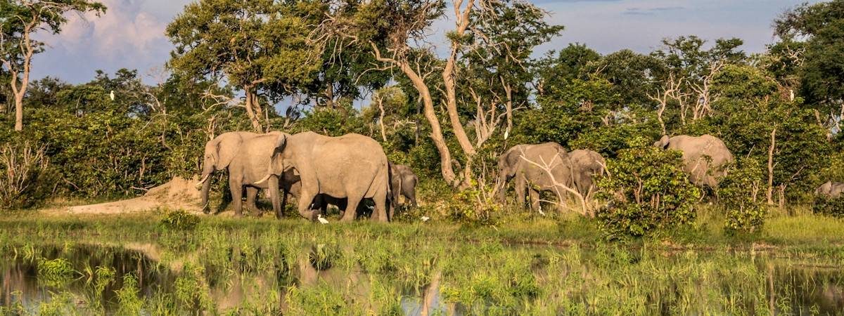 Botswana Mammal List