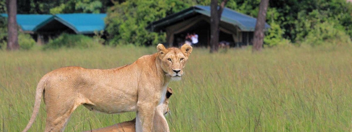 Governors Camp in the Masai Mara