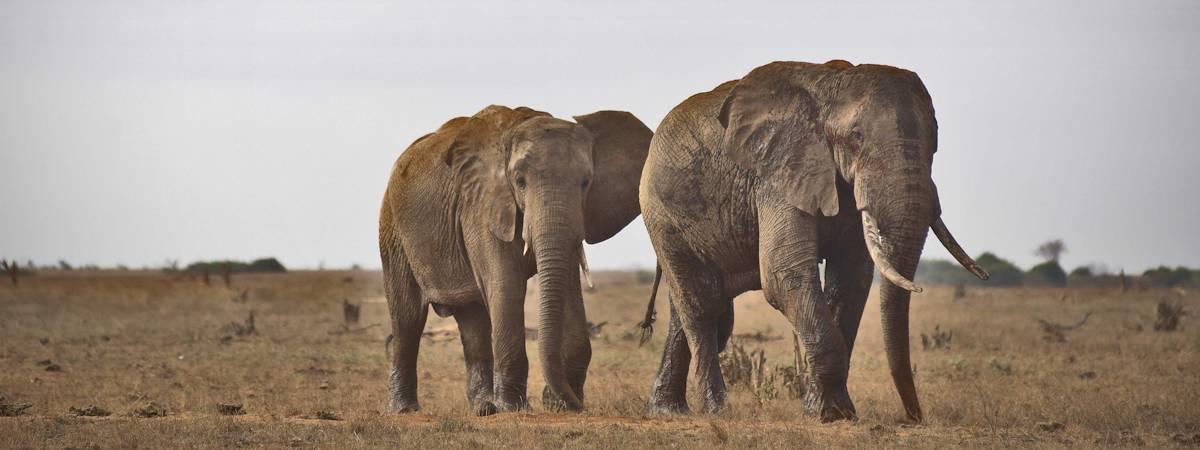 Kenya Bush and Beach Safari