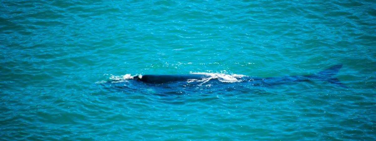 Cape Town whale watching