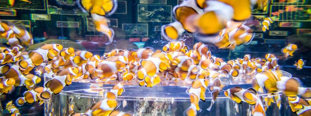 Two Oceans Aquarium in the V&A Waterfront