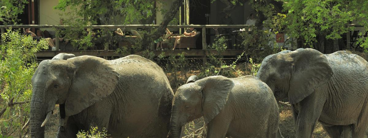 Tintswalo Safari Lodge in the Manyeleti