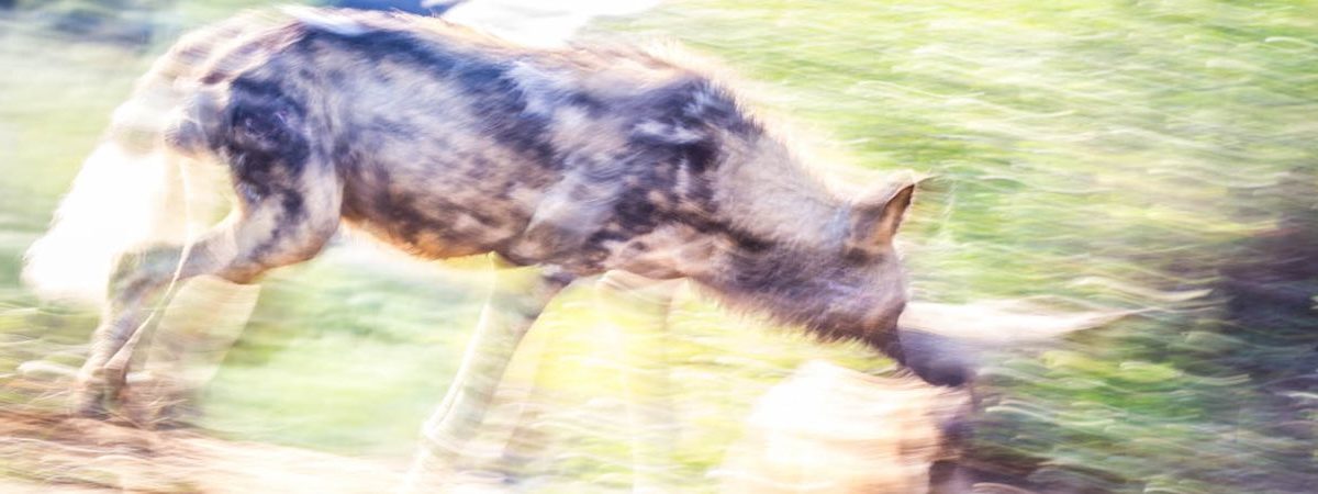 Madikwe Wild Dog Photo Gallery