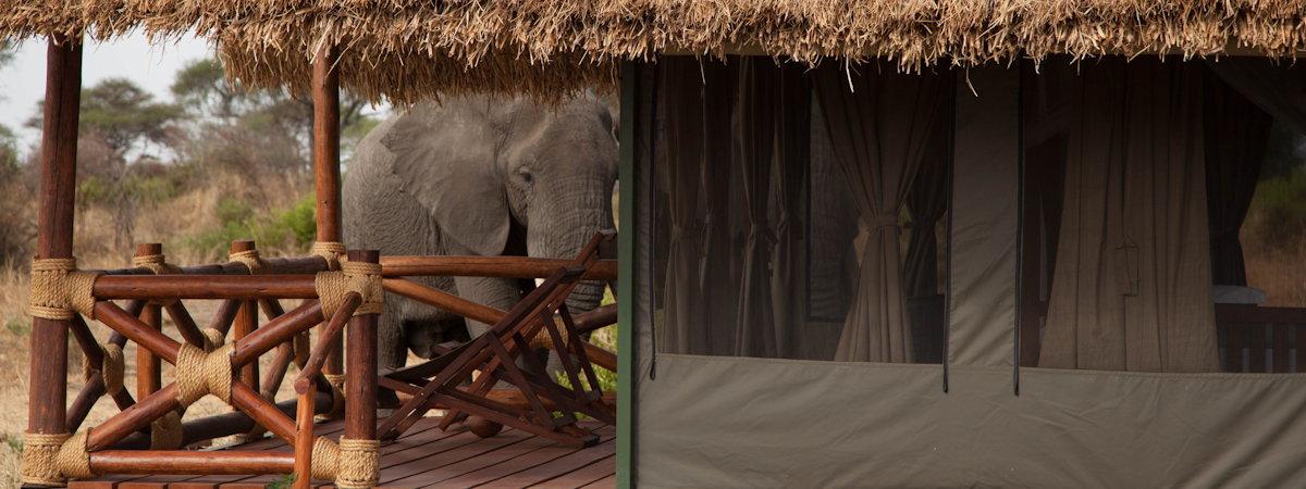 Tarangire Simba Lodge in the National Park