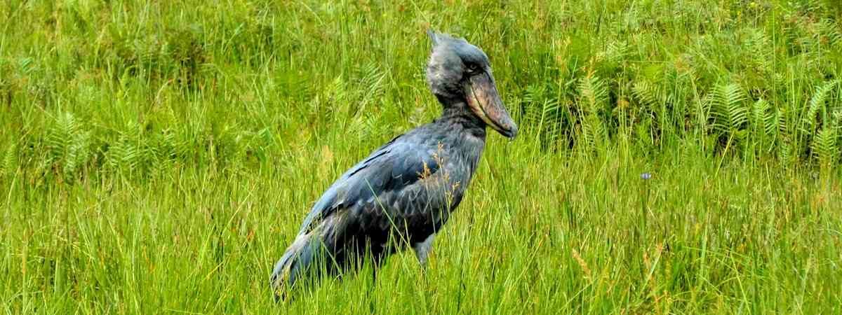 Uganda Birding Safari