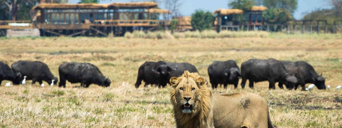 Shumba Camp and the Busanga Plains